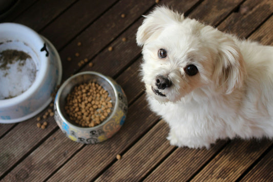 How to Choose the Right Pet Food and Treats: A 2025 Buyer's Guide