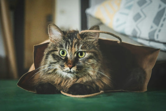 New Dog Parent Starter Kit: Top 10 Pet Supplies You’ll Need