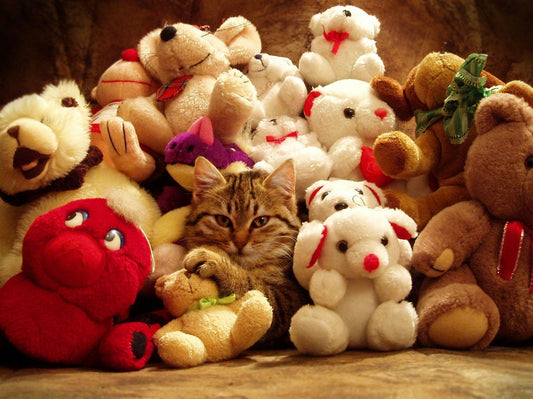 The Complete 2025 Guide to Traveling with Your Pet