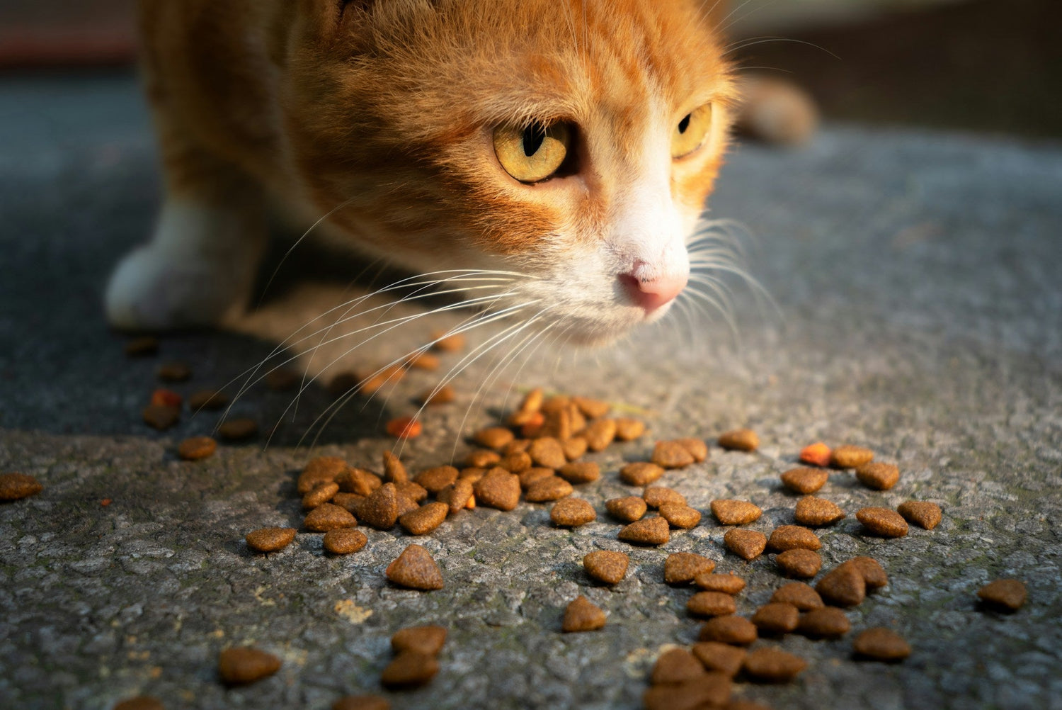 Food and Treats